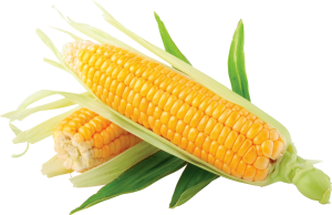 Corn PNG image-5273